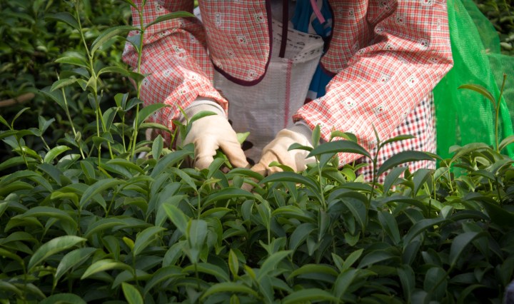 苗栗市貓裏紅紅茶茶園