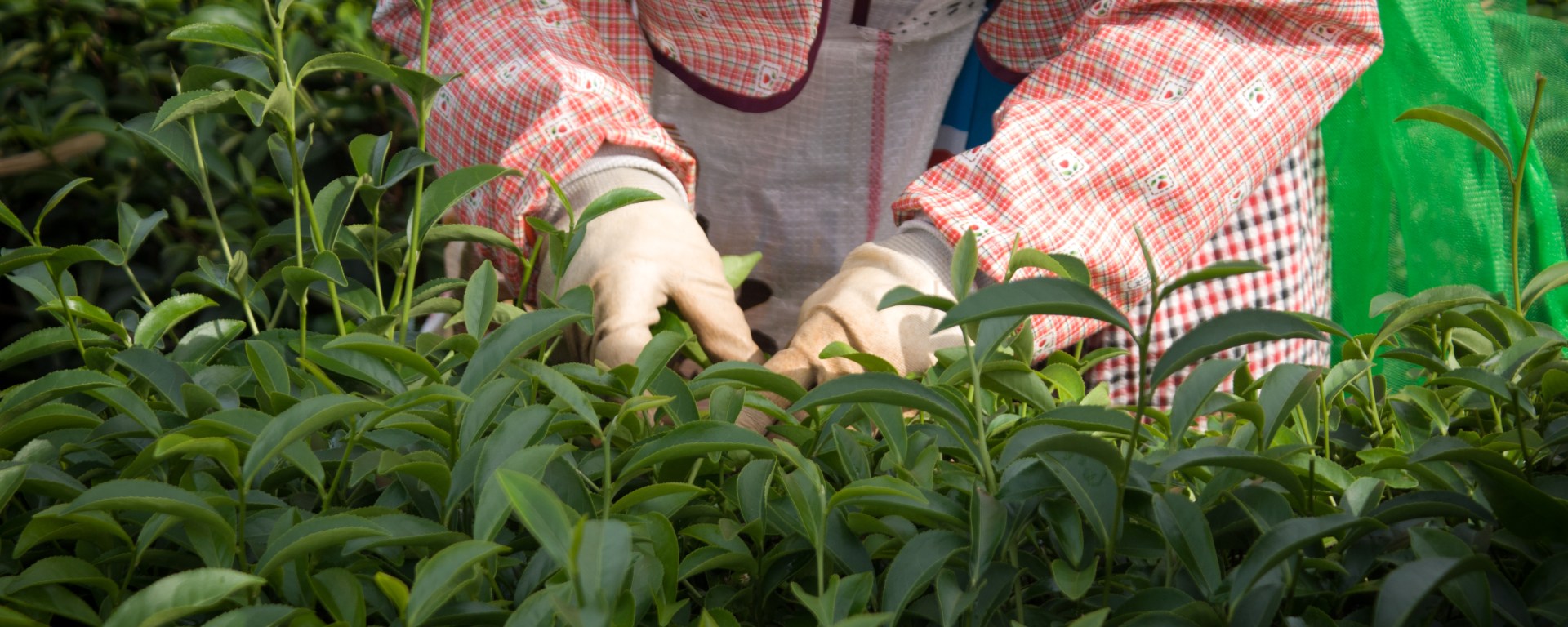 苗栗市貓裏紅紅茶茶園